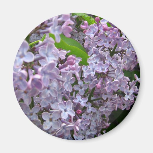 Aimant Bunches Lilac (Devant)