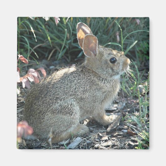 Aimant Bunny de jardin (Devant)
