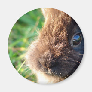 Aimant Bunny Lionhead
