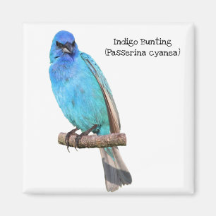 Aimant Bunting Indigo