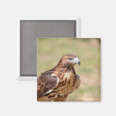 Aimant Buse à queue rouge dans la vallée de l'Hudson (Recto/Verso)