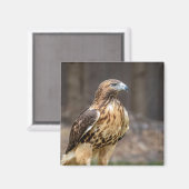 Aimant Buse à queue rouge dans la vallée de l'Hudson (Recto/Verso)