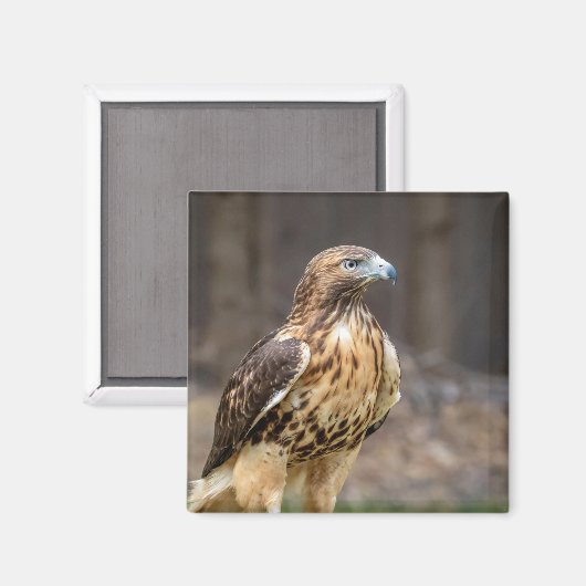 Aimant Buse à queue rouge dans la vallée de l'Hudson (Recto/Verso)