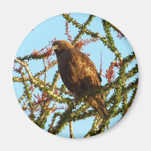 Aimant Buse à queue rousse immature dans un buisson d'oco (Devant)