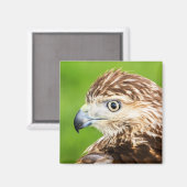 Aimant Buse à queue rousse juvénile (Recto/Verso)