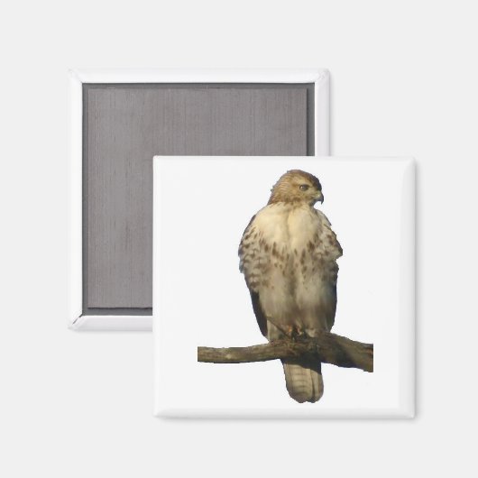 Aimant Buse perchée (Recto/Verso)