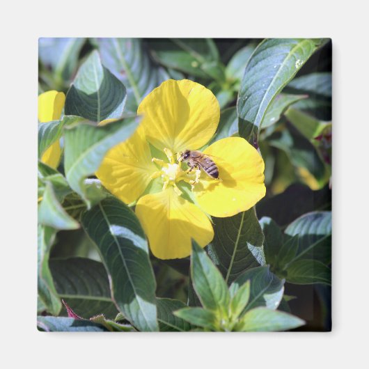 Aimant Busy Bee (Devant)