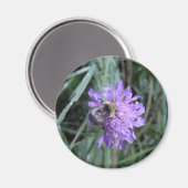 Aimant butineuse (Recto/Verso)