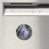 Aimant butineuse (In Situ (Lave-vaisselle))