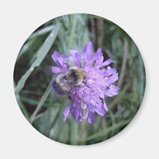 Aimant butineuse (Devant)