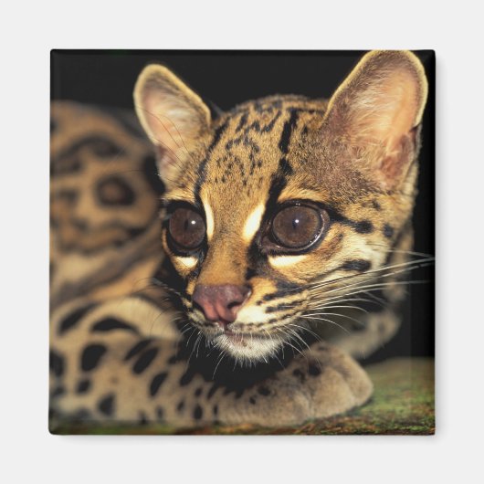 Aimant CA, Panama central, Soberania NP, Margay 2 (Devant)