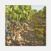 Aimant Cabernet Sauvignon vignes en rang dans (Devant)