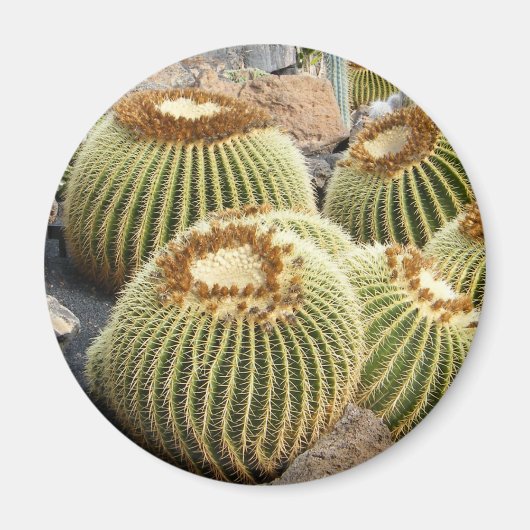 Aimant cactus (Devant)