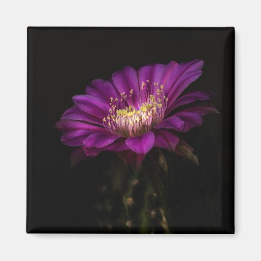 Aimant Cactus à gâteau plat spectaculaire (Devant)
