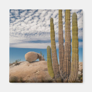 Aimant Cactus dans un paysage désertique