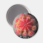 Aimant cactus de lune (Recto/Verso)