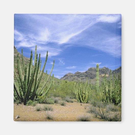 Aimant Cactus du désert à Organ Pipe National Monument, (Devant)