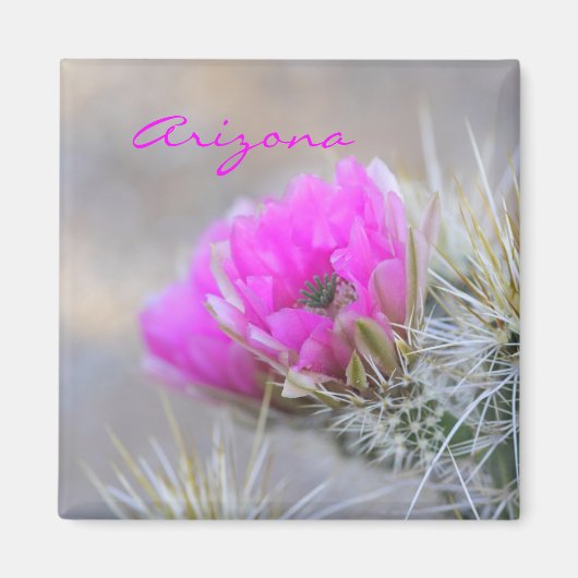 Aimant cactus rose, Arizona (Devant)