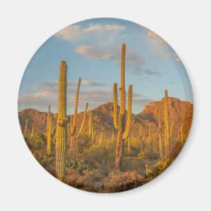 Aimant Cactus saguaro au coucher du soleil, Arizona