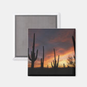 Aimant cactus saguaro, Carnegiea gigantea, après (Recto/Verso)