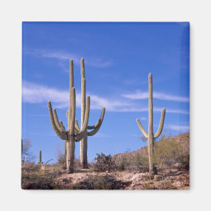 Aimant Cactus saguaro géant multi-bras, Saguaro
