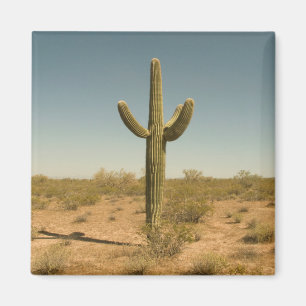 Aimant Cactus solitaire