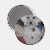 Aimant Cadeau maltais (Recto/Verso)