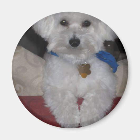 Aimant Cadeau maltais (Devant)