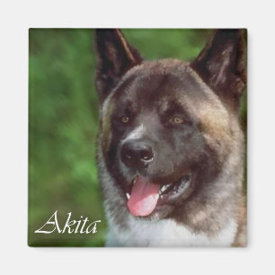 Aimant Cadeaux d'Akita