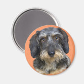 Aimant Cadeaux de Portrait de Long Haired Dachshund (Recto/Verso)