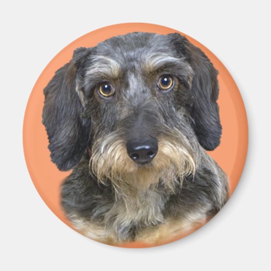 Aimant Cadeaux de Portrait de Long Haired Dachshund (Devant)
