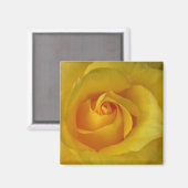 Aimant Cadeaux de soie à ailettes de rose jaune (Recto/Verso)