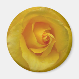 Aimant Cadeaux de soie à ailettes de rose jaune