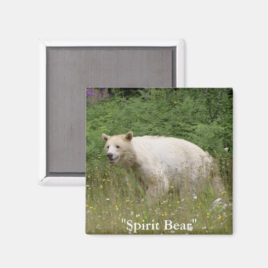 Aimant Cadeaux d'ours d'esprit (Recto/Verso)