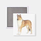 Aimant Cadeaux Smooth Collie (Recto/Verso)