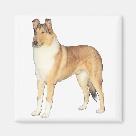 Aimant Cadeaux Smooth Collie (Devant)