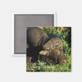 Aimant Caffer Buffalo Syncerus Africain (Recto/Verso)