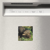 Aimant Caffer Buffalo Syncerus Africain (In Situ (Lave-vaisselle))