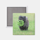 Aimant Cairn terrier (Recto/Verso)