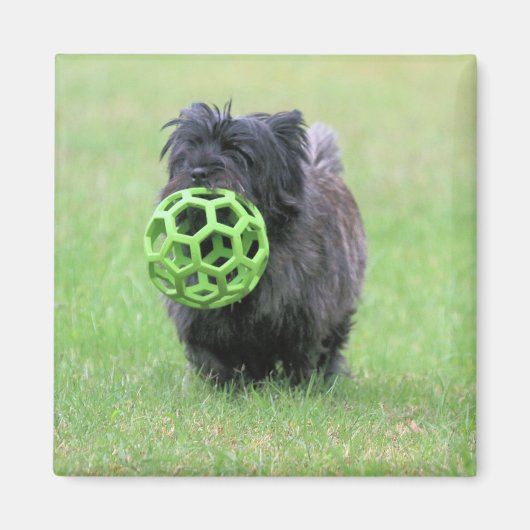 Aimant Cairn terrier (Devant)