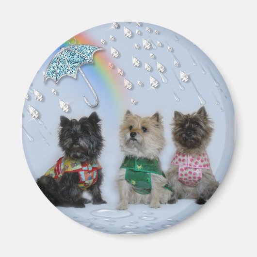 Aimant Cairn Terriers dans l'aimant de pluie (Devant)