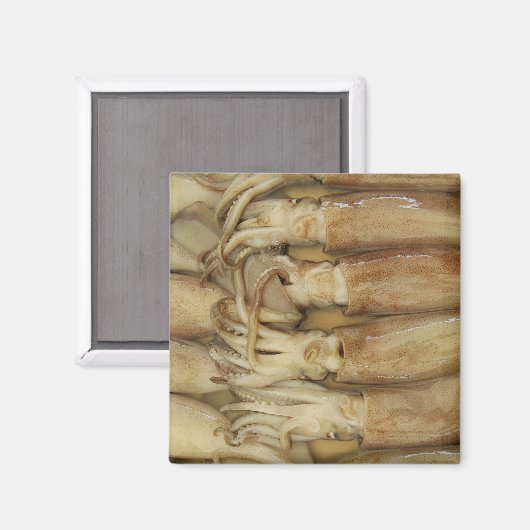 Aimant Calamari (Recto/Verso)