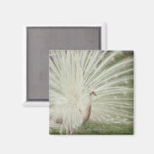 Aimant Calcaire albinos (Recto/Verso)