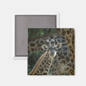 Aimant Calf girafe avec girafe (Recto/Verso)