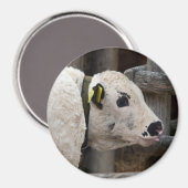 Aimant Calf Pustertal Pied (Recto/Verso)