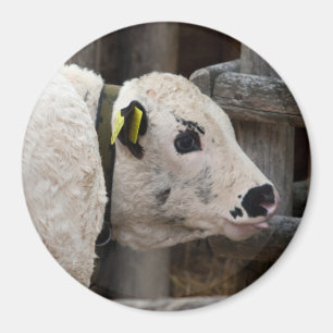 Aimant Calf Pustertal Pied
