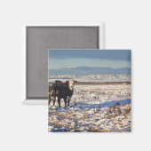 Aimant calgary, alberta, canada (Recto/Verso)