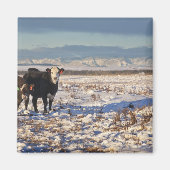 Aimant calgary, alberta, canada (Devant)