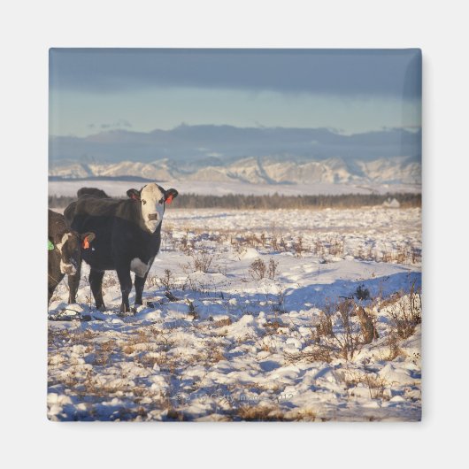 Aimant calgary, alberta, canada (Devant)