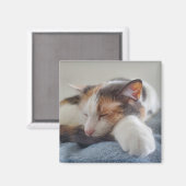 Aimant Calico (Recto/Verso)